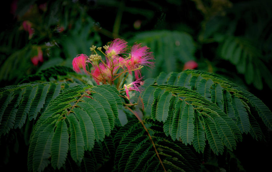 Mimosa Tree Photograph by Debra Kewley