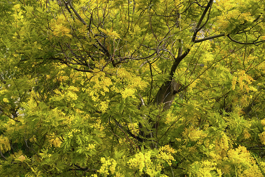 Mimosa Tree in Bloom Photograph by Jenny Rainbow - Fine Art America