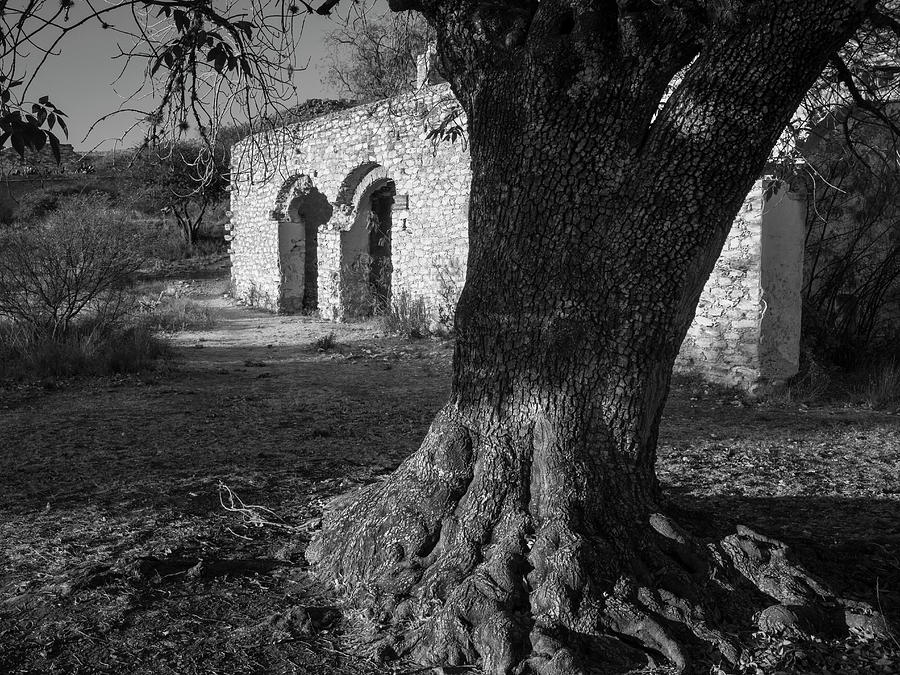 Mina Cinca Senores or Tree at Abandoned Mexican Silver Mine Photograph by Mary Lee Dereske