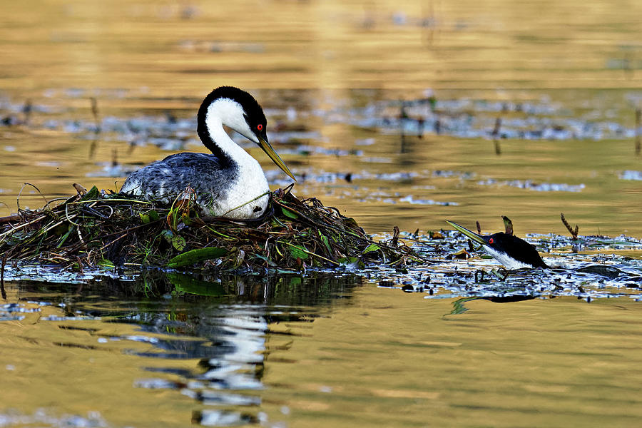 Mind If I Pop In for a Visit? -- Male and Female Western Grebes at Santa Margarita Lake, California Photograph by Darin Volpe