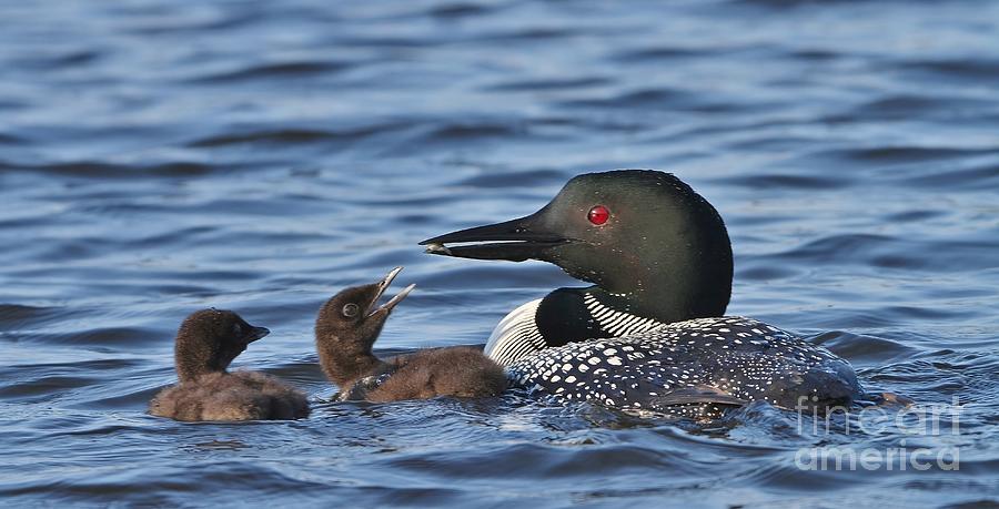 Loon Photograph - Mine, Daddy by Teresa McGill