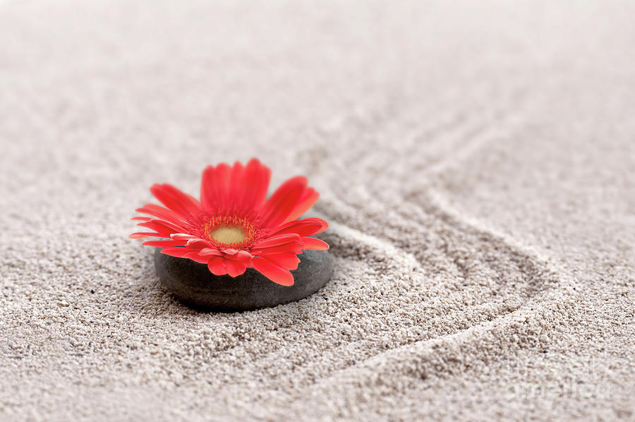 Daisy Photograph - Zen sand garden and flower by Delphimages Photo Creations