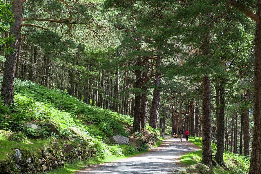 miners road trail in the Wicklow Mountains Photograph by David L Moore