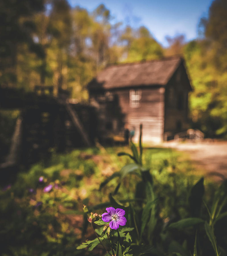 Mingus Mill Spring Flower Photograph by Dan Sproul