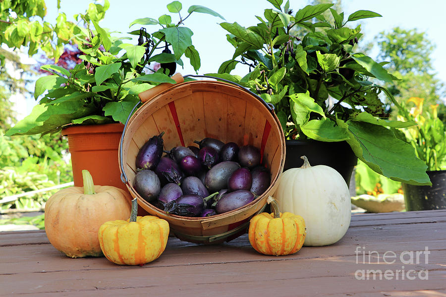 Mini Eggplant Harvest 9730 Photograph by Jack Schultz