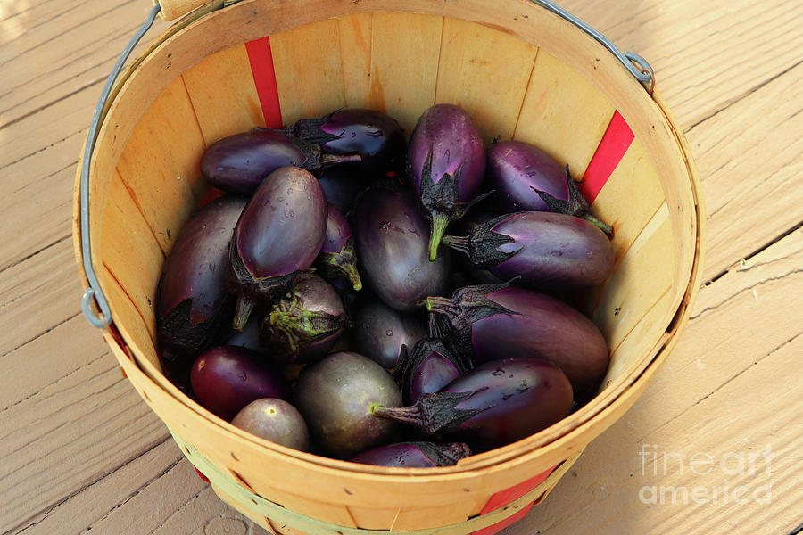 Mini Eggplant Harvest 9742 Photograph by Jack Schultz