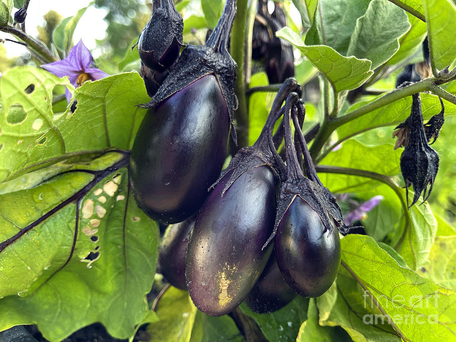 Mini Eggplants 4730 Photograph by Jack Schultz