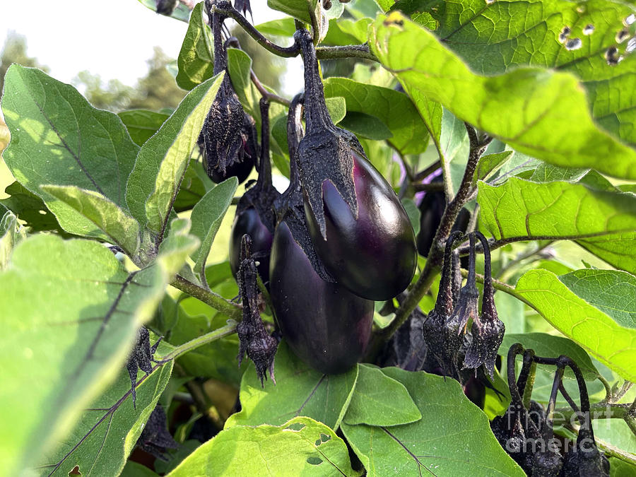 Mini Eggplants 4766 Photograph by Jack Schultz