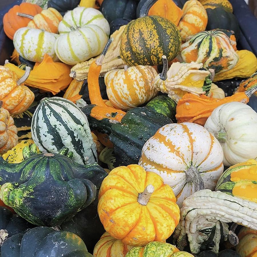 Mini Fall Gourds Photograph by Charlotte Gray - Fine Art America