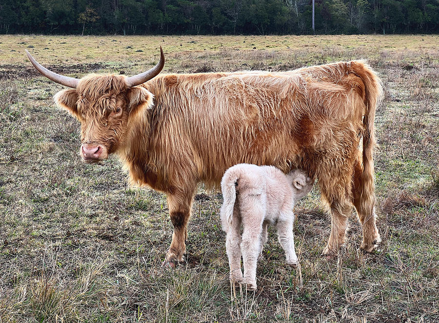 Mini Highland Cows Mama Baby Calf Photo Photograph by Sherry Long ...