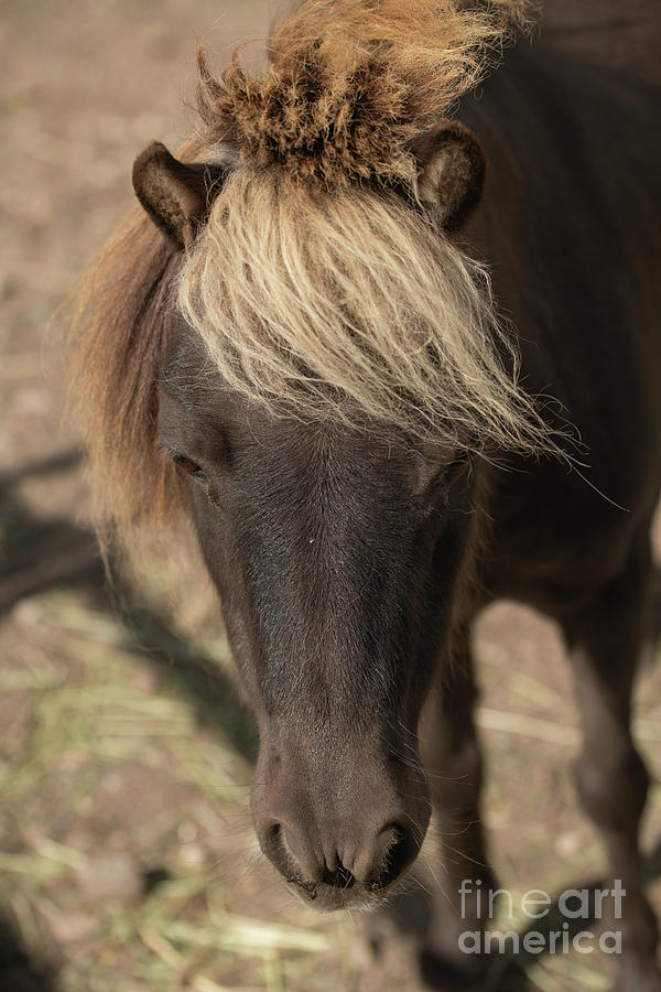 Mini Horse Closeup Photograph by Patrick Nowotny