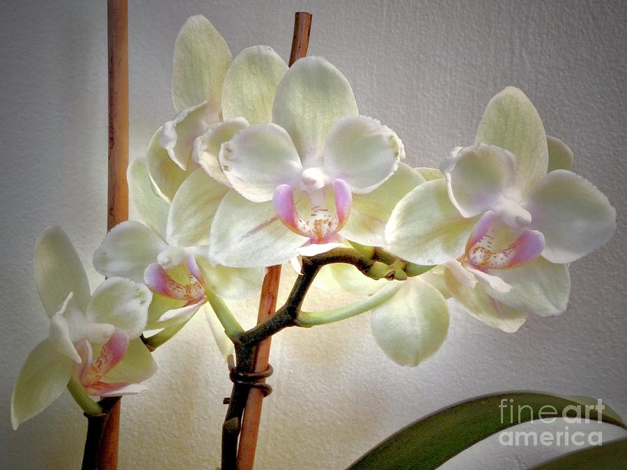 Mini Orchids in Soft Pastels Photograph by Margie Avellino