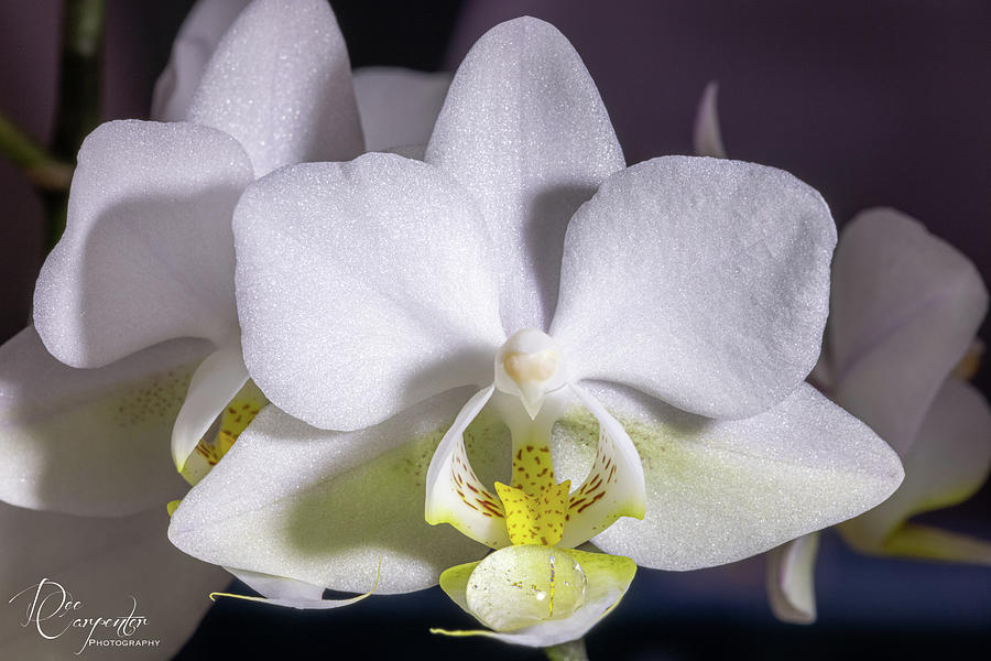 Mini Phalaenopsis Orchid Photograph by Dee Carpenter
