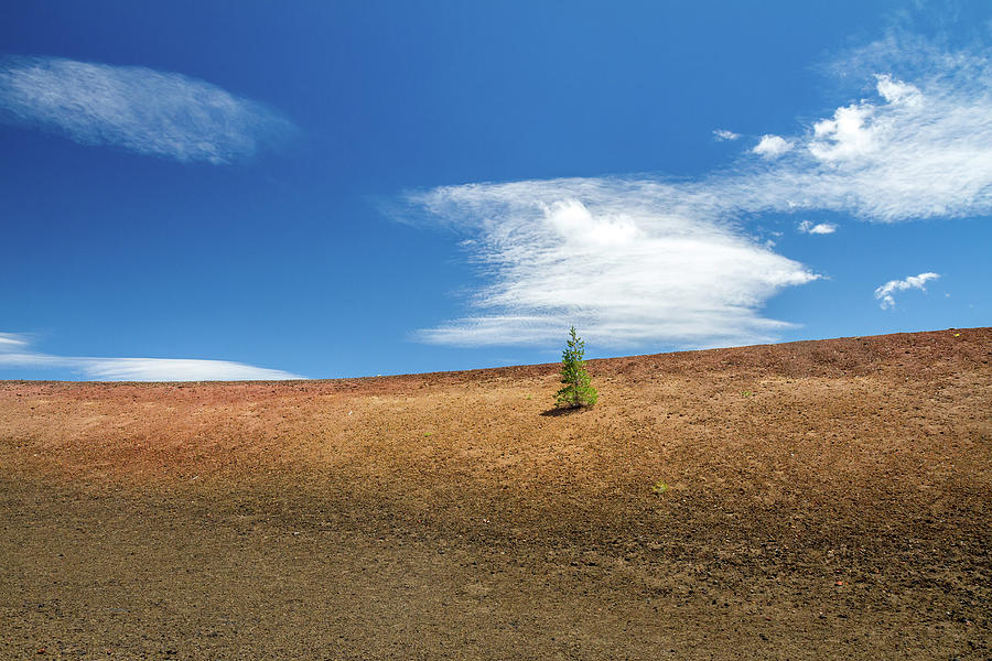 Lassen Volcanic National Park Photograph - Mini Pine tree growing in Lava by Pierre Leclerc Photography