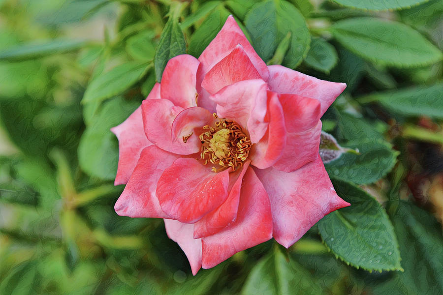 Mini Pink Rose Bloom Photograph