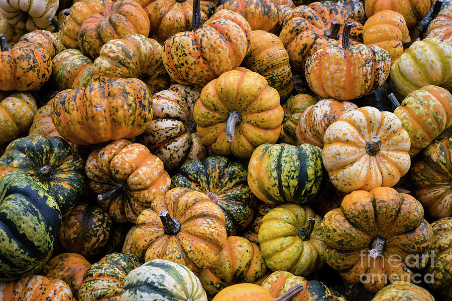 Pumpkin Photograph - Mini pumpkins at fall harvest festival by Elena Elisseeva