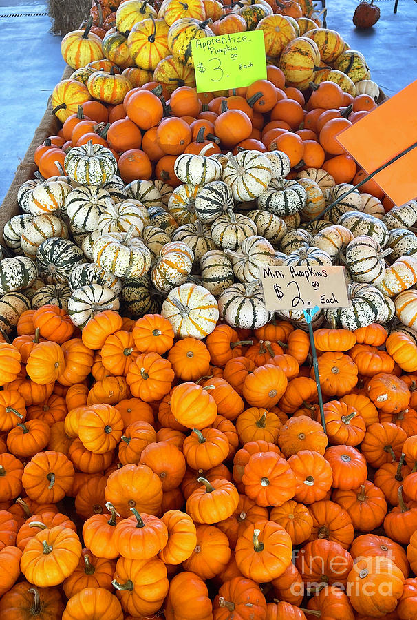 Fall Photograph - Mini Pumpkins For Sale 3009 by Jack Schultz