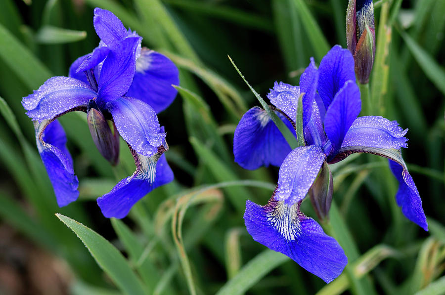 Mini Purple Iris with Raindrops Photograph by E Faithe Lester