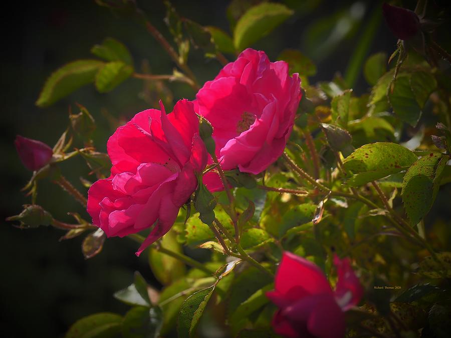Mini Red Roses Photograph by Richard Thomas