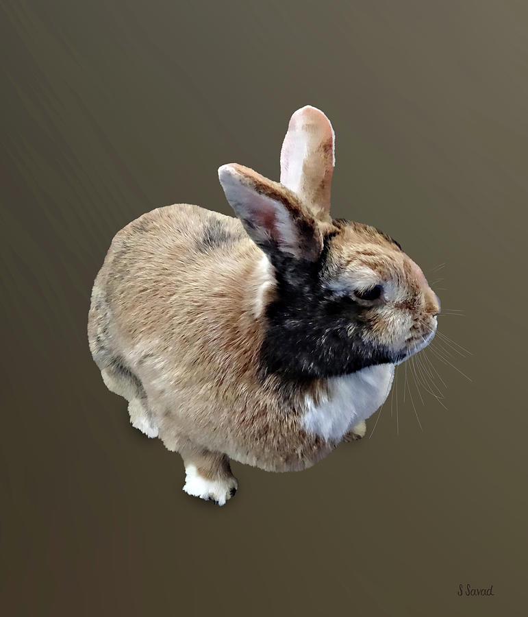 Mini Rex Rabbit Photograph by Susan Savad
