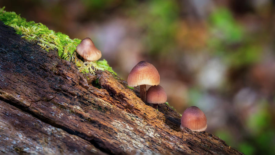Mini Shrooms Photograph by Framing Places