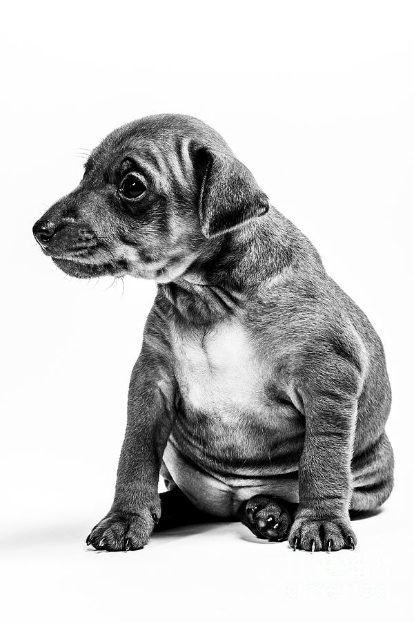 Miniatur Pinscher Puppy Photograph by Gunnar Orn Arnason