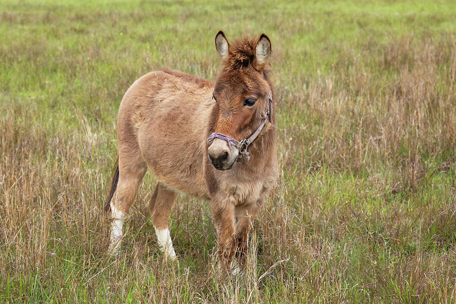 Miniature Donkey-1 Photograph by John Kirkland
