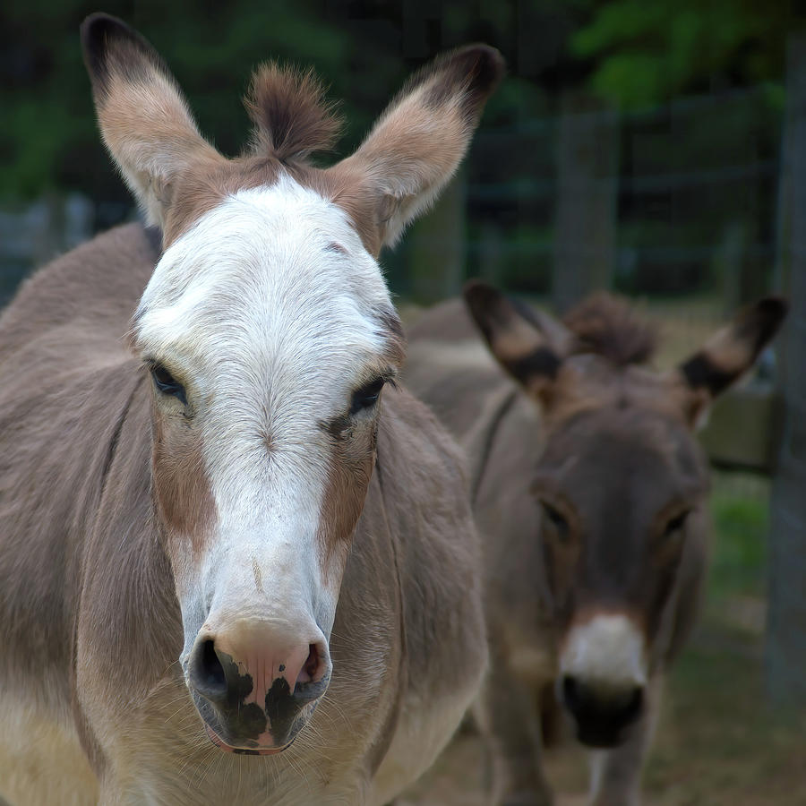 Miniature Donkeys - Nester and Sam Photograph by Flinn Hackett