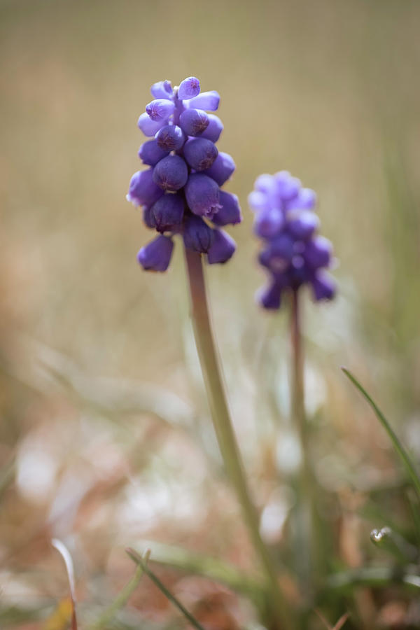 Miniature Grape Hyacinth II Photograph by Mary Lee Dereske