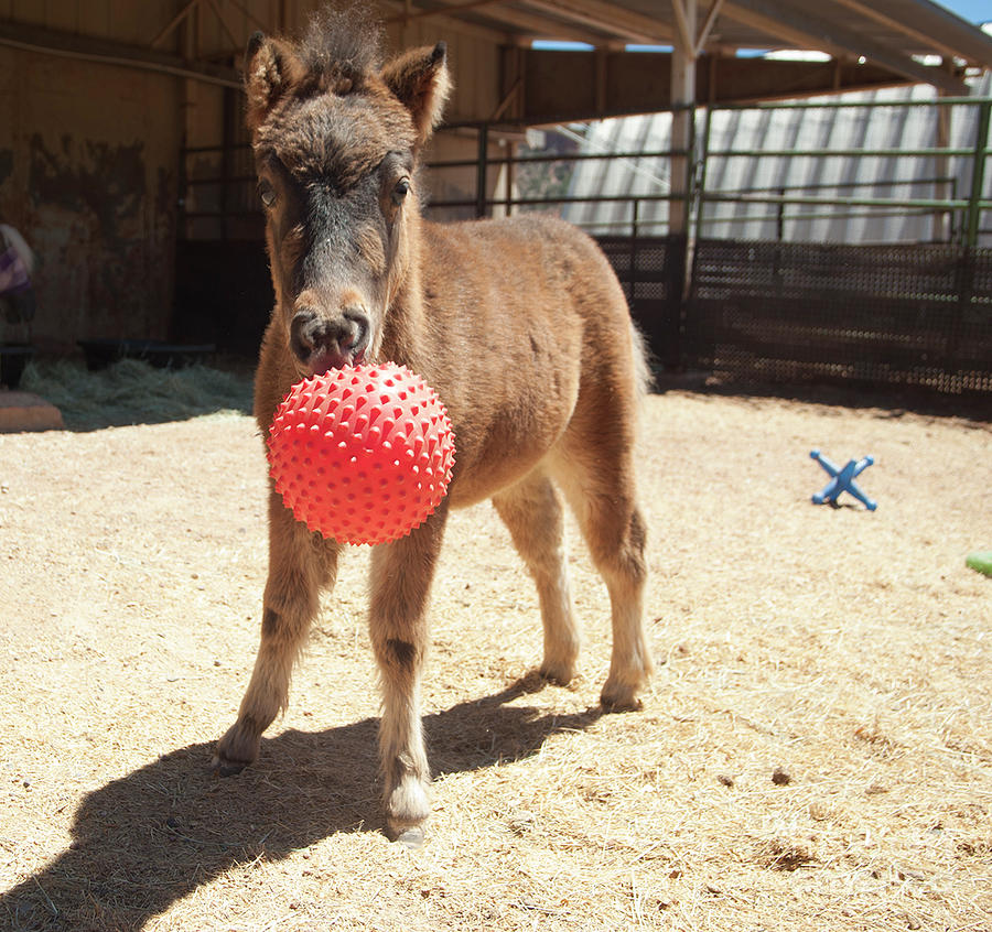 Miniature Horse and toys Photograph by Jody Miller