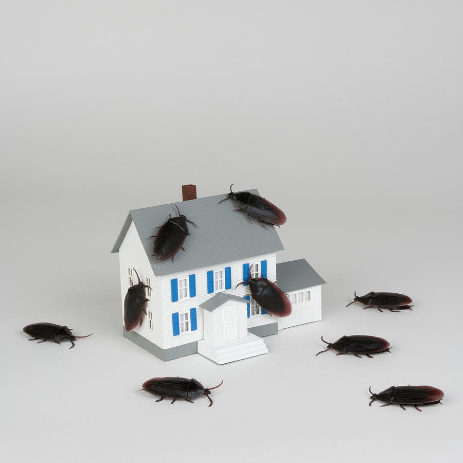 Miniature house and cockroaches Photograph by Jupiterimages