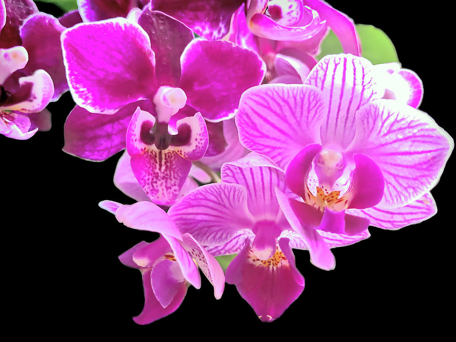 Miniature Moth Orchids in Bloom Photograph by Susan Maxwell Schmidt