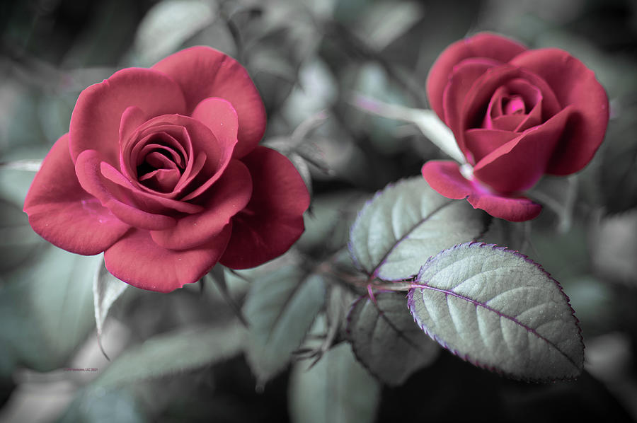 Miniature Pink Roses on Black and White Background Photograph by JPR  Ventures LLC - Pixels