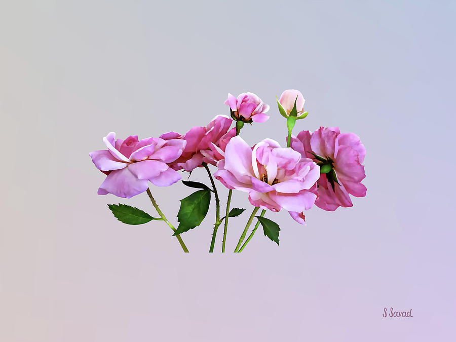 Miniature Pink Roses Photograph by Susan Savad