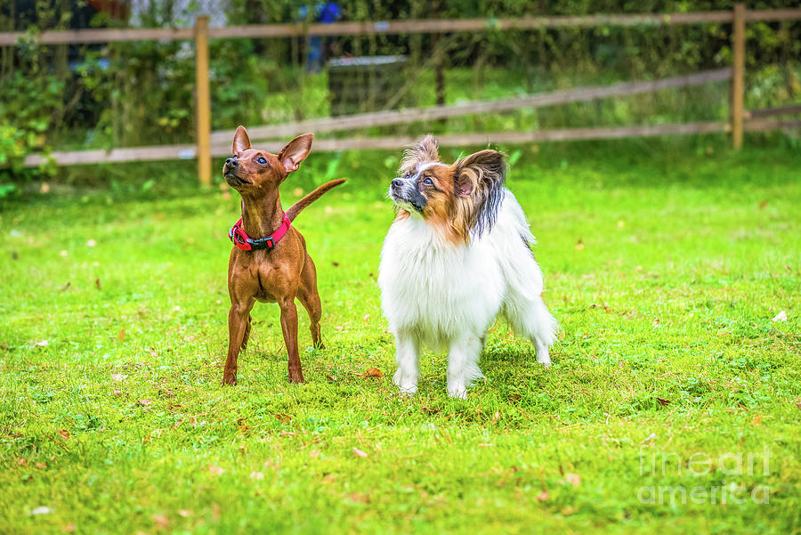 Miniature pinscher and papillon purebreed dogs Tapestry by