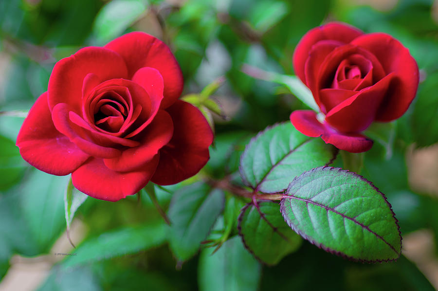 Miniature Red Roses Photograph by JPR Ventures LLC Pixels