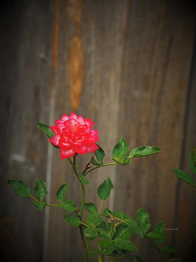 Miniature Rose Beauty Photograph by Richard Thomas