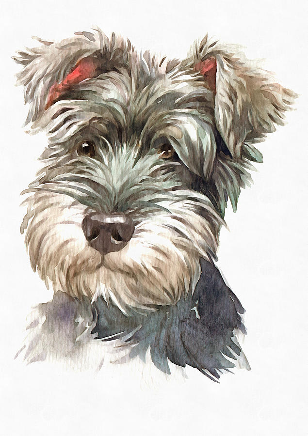 Miniature Schnauzer: A Breed and Owner's Guide