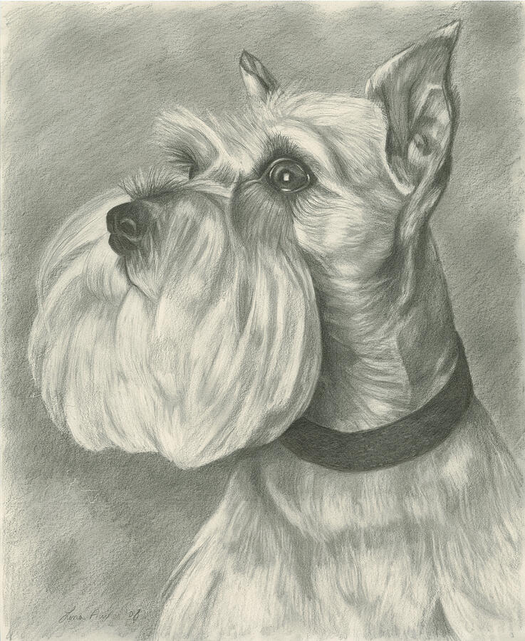 Dog Drawing - Miniature Schnauzer by Lena Auxier
