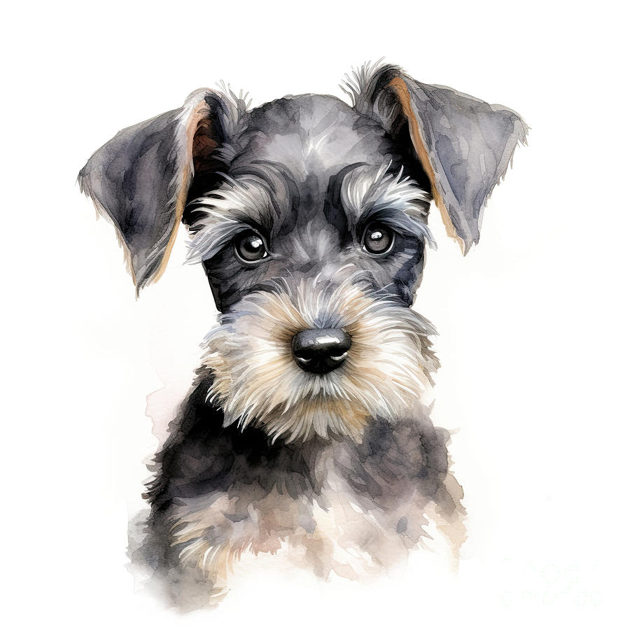 Miniature schnauzer puppy, on a white background. Cute digital watercolour for dog lovers. Photograph by Jane Rix