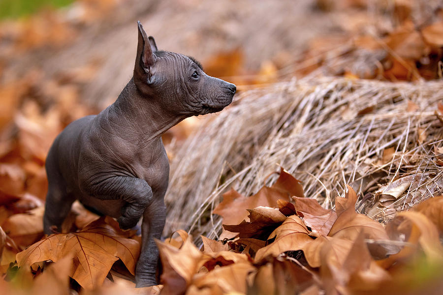 Miniature Xoloitzcuintle Puppy Photograph by Diana Andersen