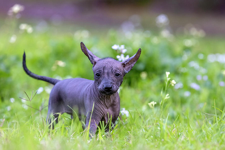Miniature Xoloitzcuintli Puppy Photograph by Diana Andersen