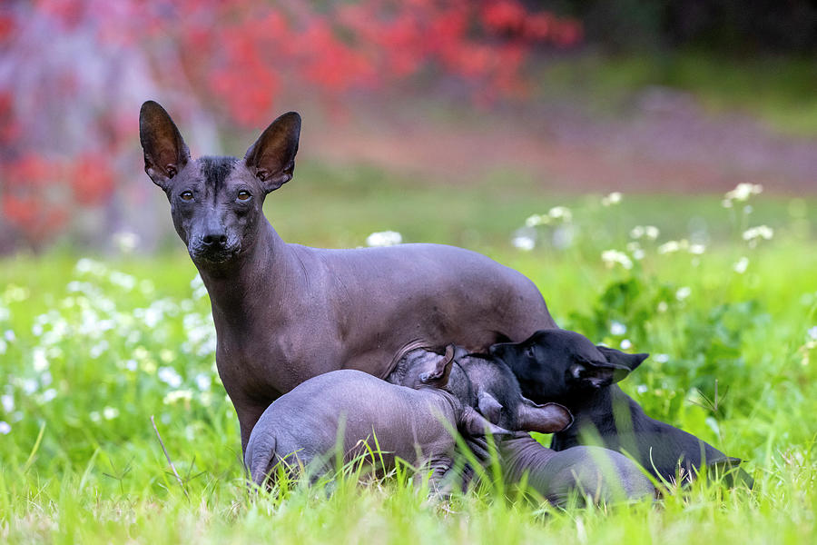 Miniature Xoloitzcuintle with Puppies Photograph by Diana Andersen