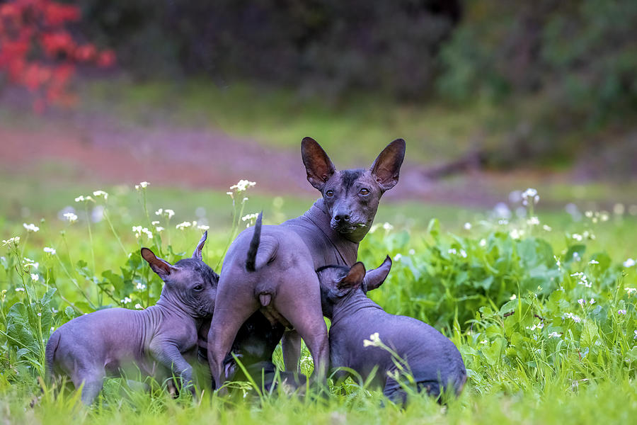 Miniature Xoloitzcuintli and Puppies Photograph by Diana Andersen