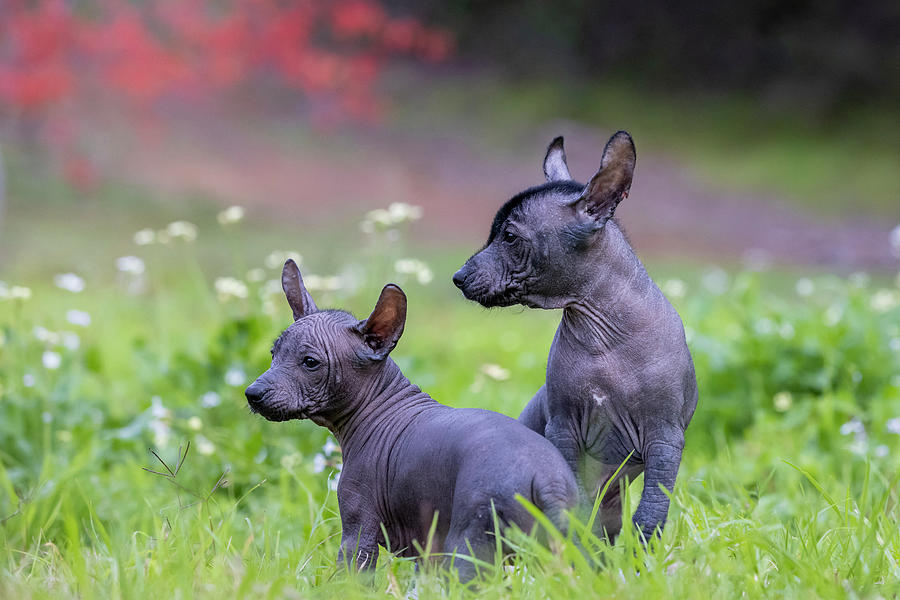 Miniature Xoloitzcuintli Puppies Photograph by Diana Andersen