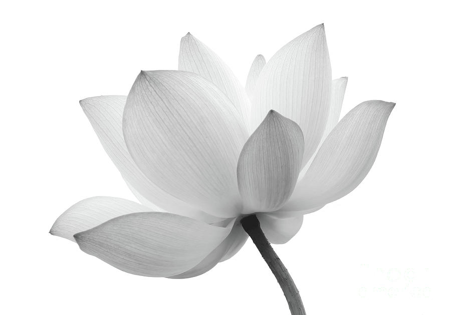 Minimal Black and White Floral Botanical Nature Photo Lotus / Water Lily Flower Bloom Photograph by PIPA Fine Art - Simply Solid