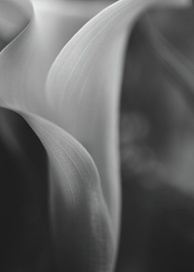 Minimal Calla Lily Photograph by Bob Orsillo