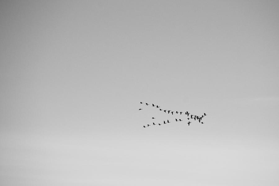 Minimalism Canada Geese Migration Black And White Photograph
