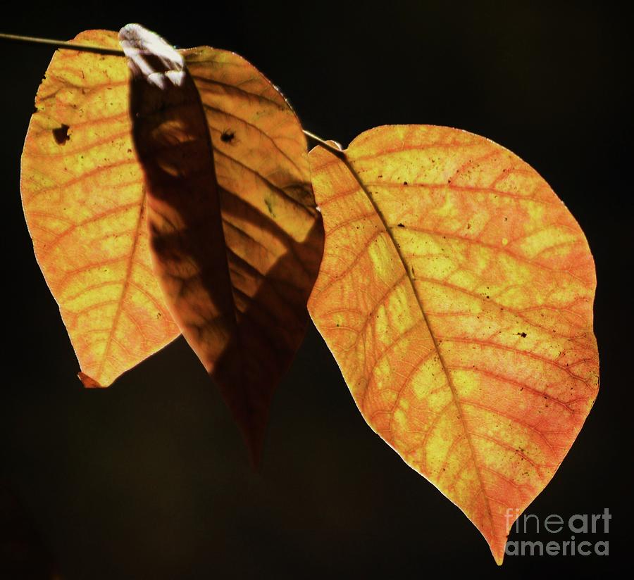 Minimalism Of Autumn Leaves Photograph by Poets Eye