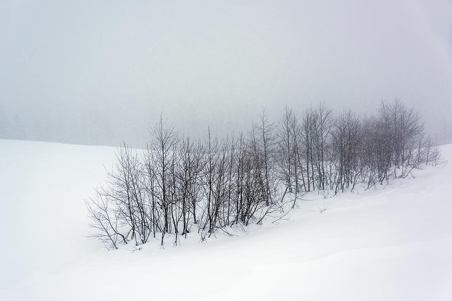 Minimalism of Winter Photograph by Svetlana Sewell